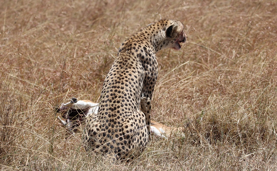 Gepard mit erlegter Thomson Gazelle