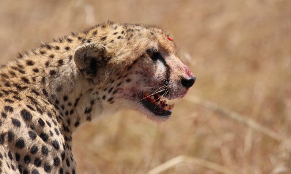 Gepard mit erlegter Thomson Gazelle