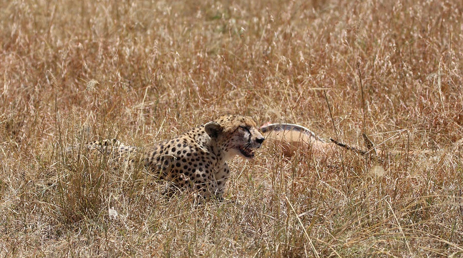 Gepard mit erlegter Thomson Gazelle
