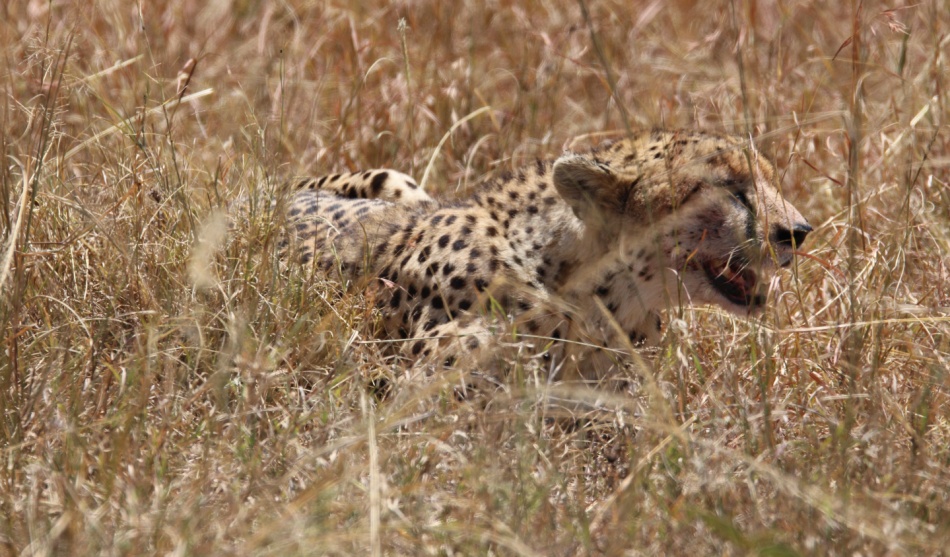 Gepard mit erlegter Thomson Gazelle