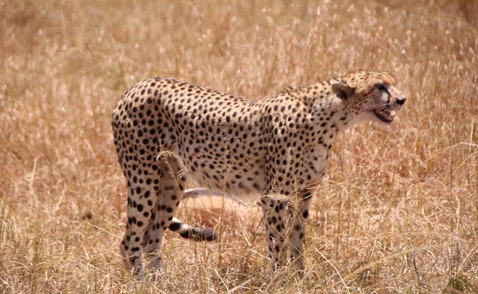 Gepard mit erlegter Thomson Gazelle