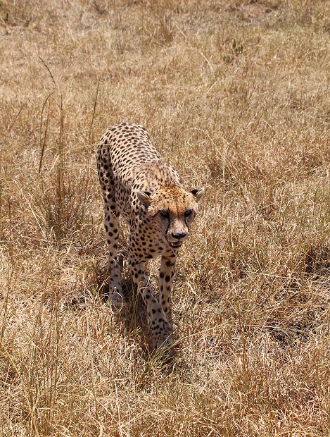 Gepard mit erlegter Thomson Gazelle