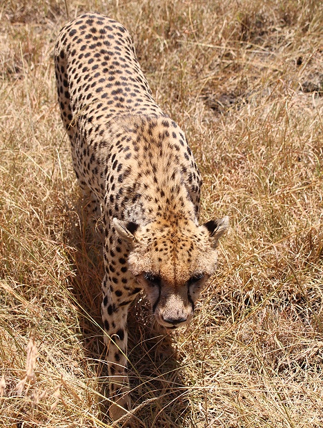 Gepard mit erlegter Thomson Gazelle