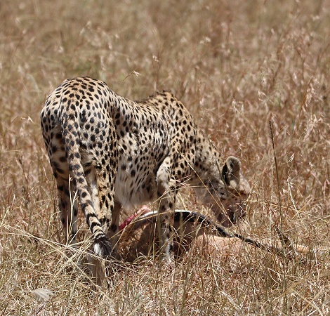 Gepard mit erlegter Thomson Gazelle