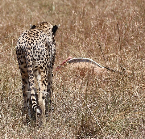 Gepard mit erlegter Thomson Gazelle