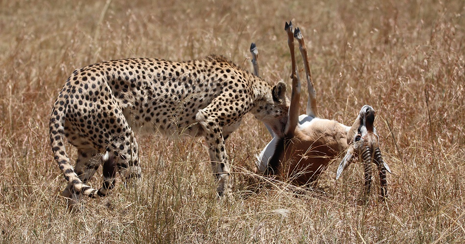 Gepard mit erlegter Thomson Gazelle
