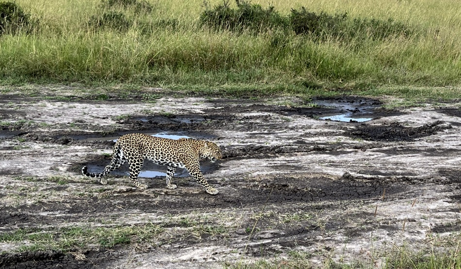 Leopard Luluka, Begegnung in der Masai Mara