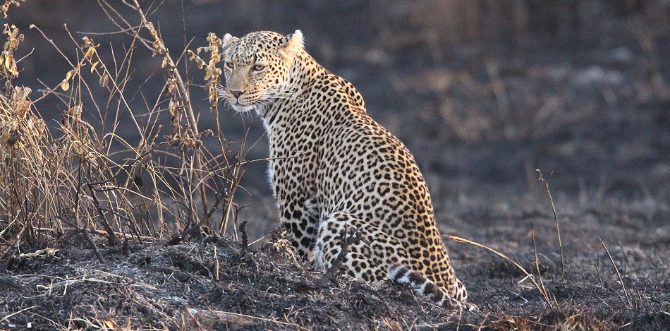Luluka, Leopard