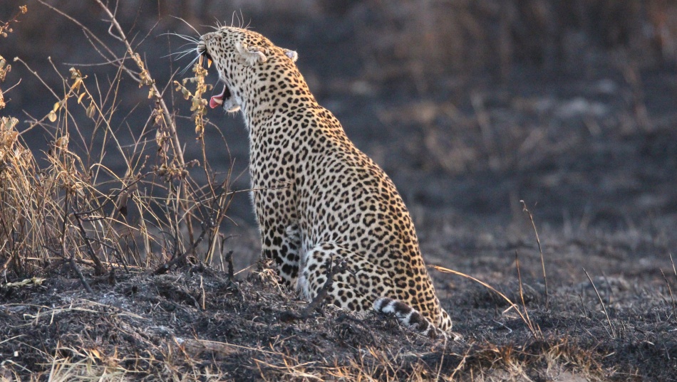 Luluka, Leopard