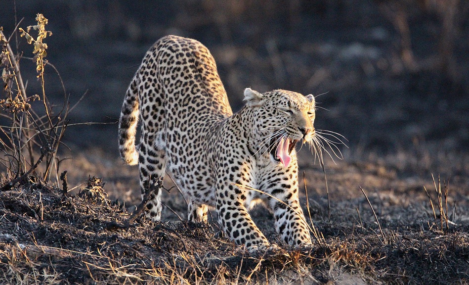 Luluka, Leopard