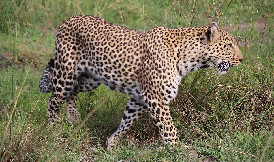 Leopard Luluka, Begegnung in der Masai Mara