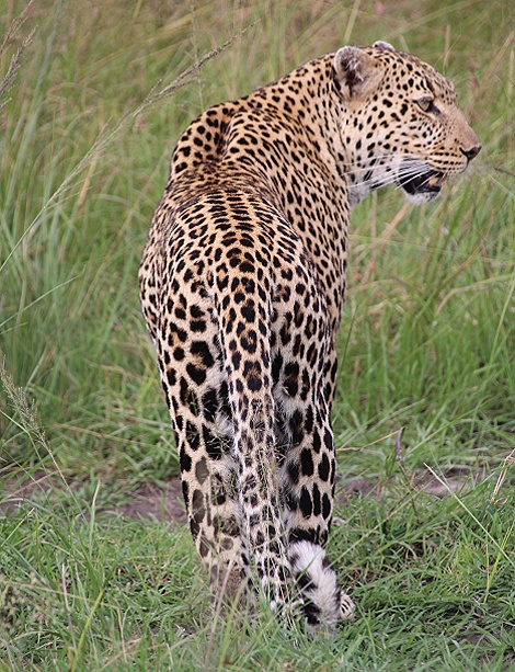 Leopard Luluka, Begegnung in der Masai Mara