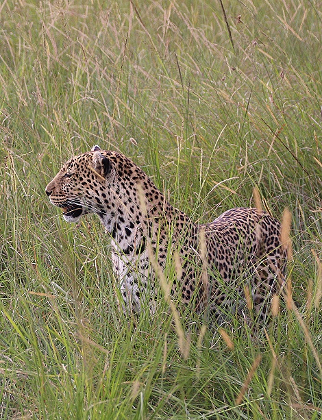 Leopard Luluka, Begegnung in der Masai Mara