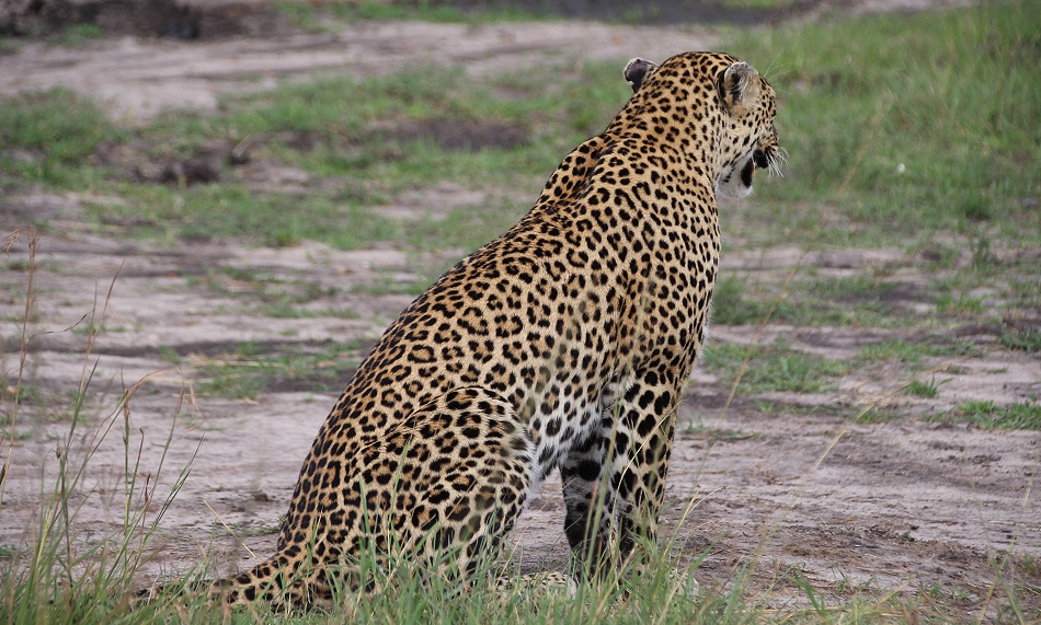 Leopard Luluka, Begegnung in der Masai Mara