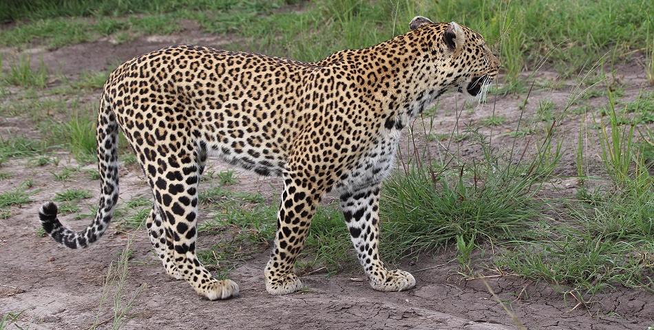 Leopard Luluka, Begegnung in der Masai Mara