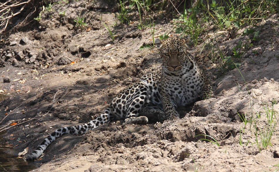 Leopard, Luluka geht jagen