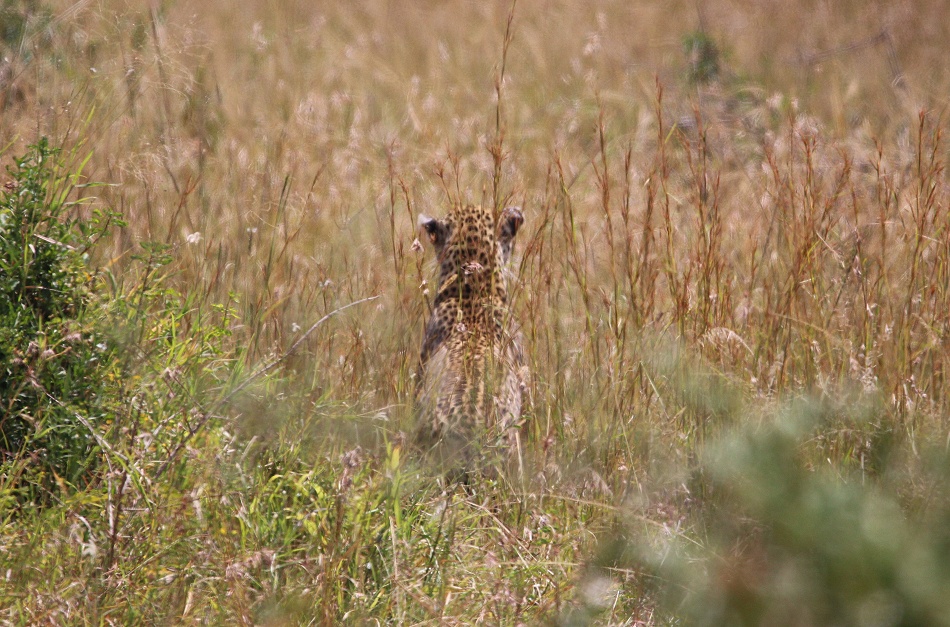 Leopard, Luluka auf der Jagd