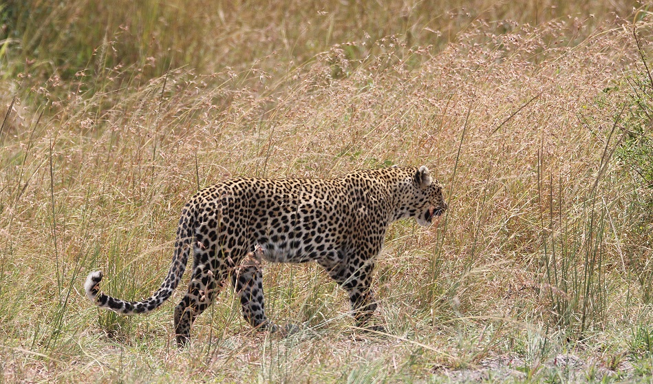 Leopard, Luluka auf der Jagd