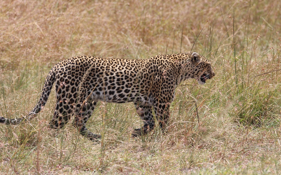 Leopard, Luluka auf der Jagd