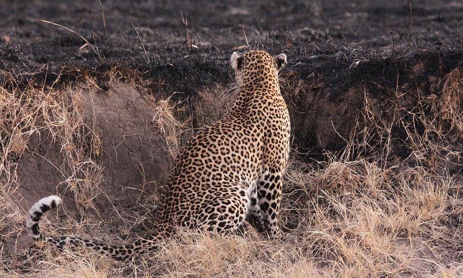 Luluka, Leopard beobachtet vermeintliche Beute