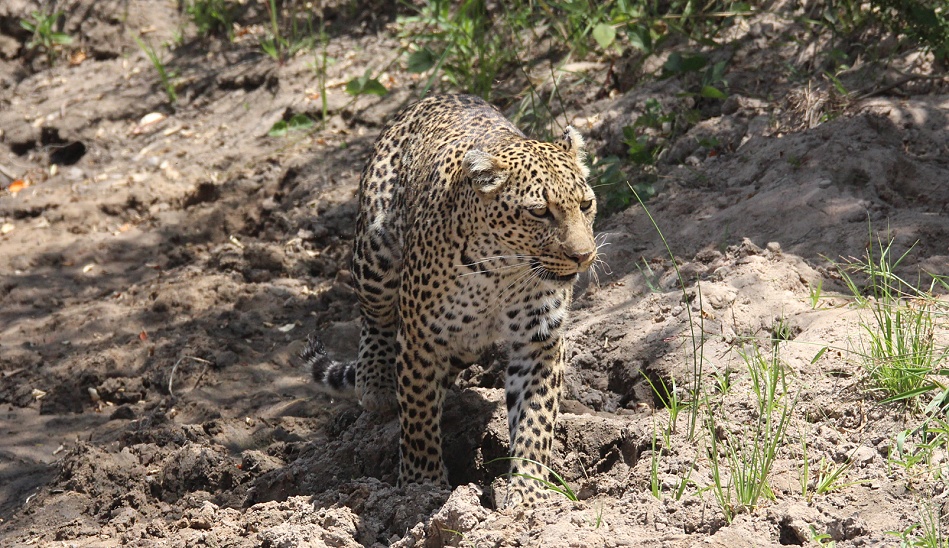Leopard, Luluka geht jagen
