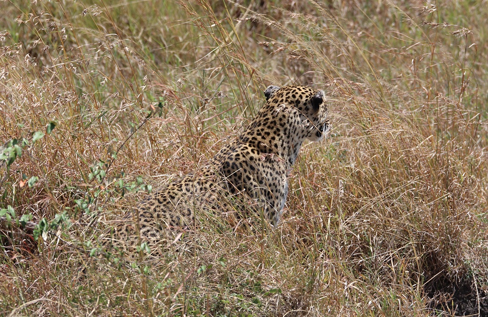 Leopard, Luluka geht jagen