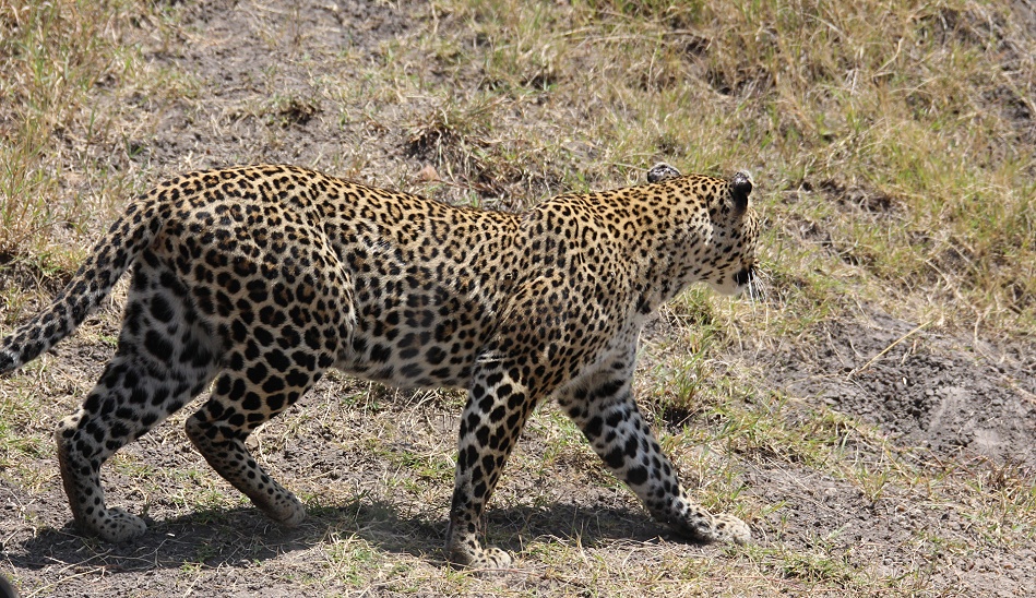 Leopard, Luluka geht jagen