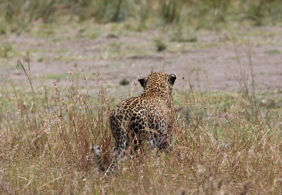 Leopard, Luluka auf der Jagd