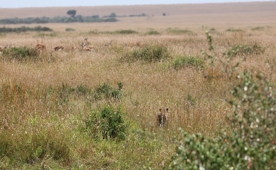 Leopard, Luluka auf der Jagd