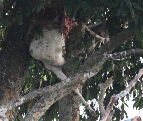 Luluka, Leopardenkill im Baum