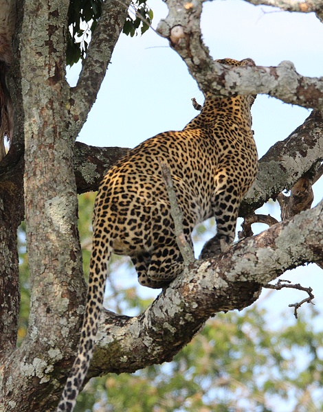 Luluka, Leopard kehrt zu seiner Beute zurück