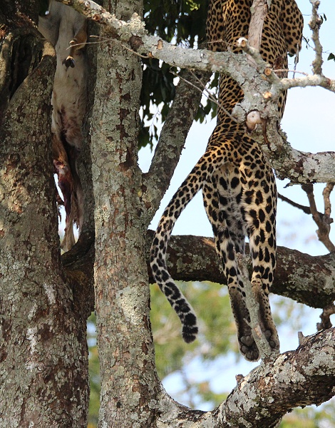Luluka, Leopard kehrt zu seiner Beute zurück