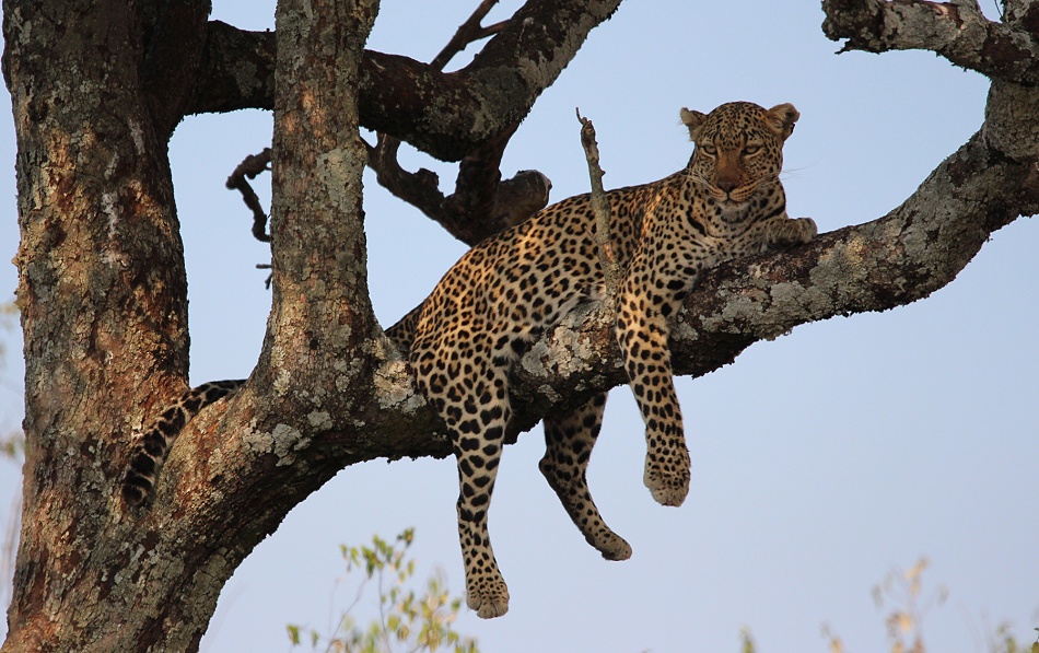 Luluka, Leopard kehrt zu seiner Beute zurück