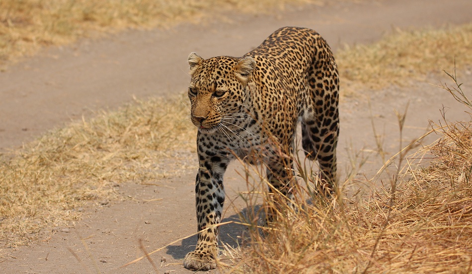 Luluka, Leopard kehrt zu seiner Beute zurück