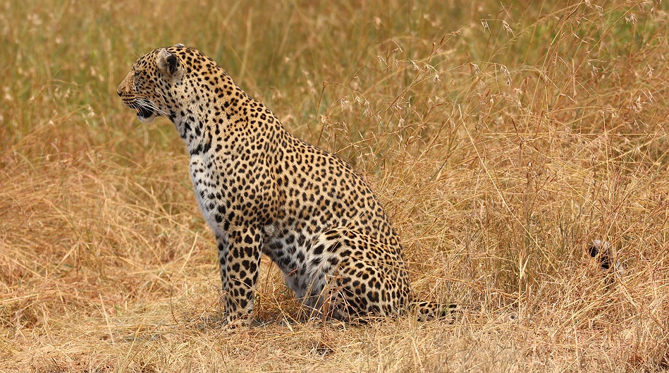 Luluka, Leopard kehrt zu seiner Beute zurück