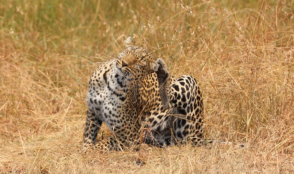 Luluka, Leopard kehrt zu seiner Beute zurück