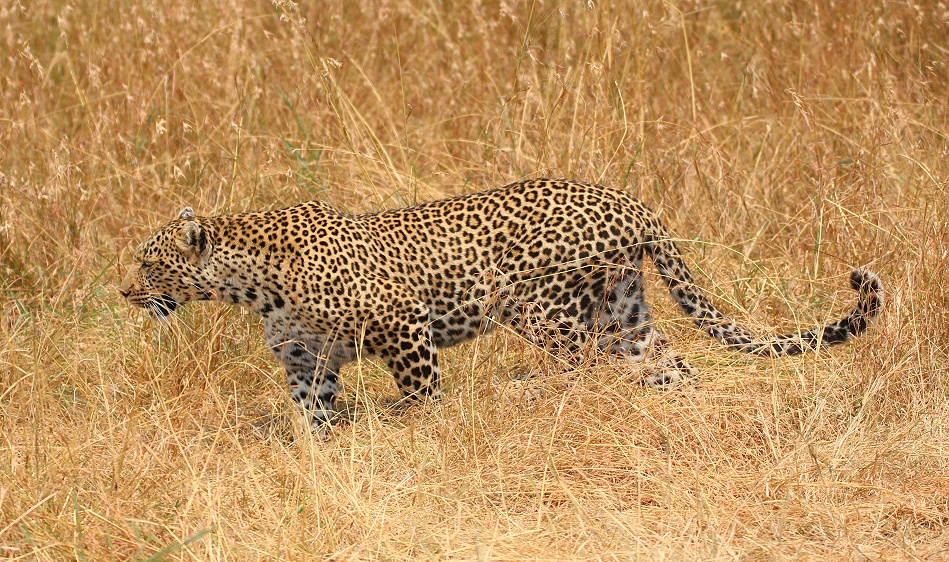Luluka, Leopard kehrt zu seiner Beute zurück