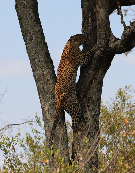 Luluka, Leopard kehrt zu seiner Beute zurück