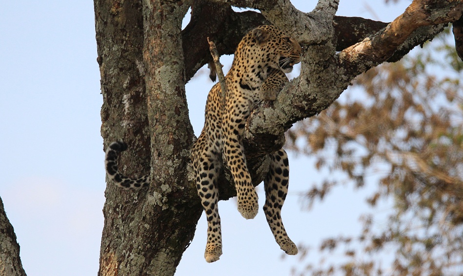 Luluka, Leopard kehrt zu seiner Beute zurück
