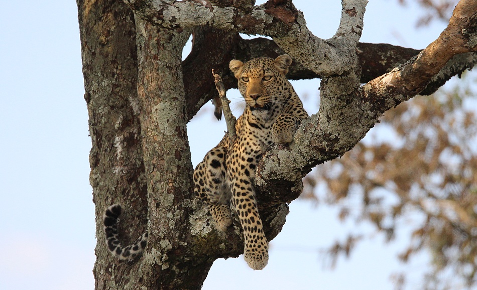 Luluka, Leopard kehrt zu seiner Beute zurück