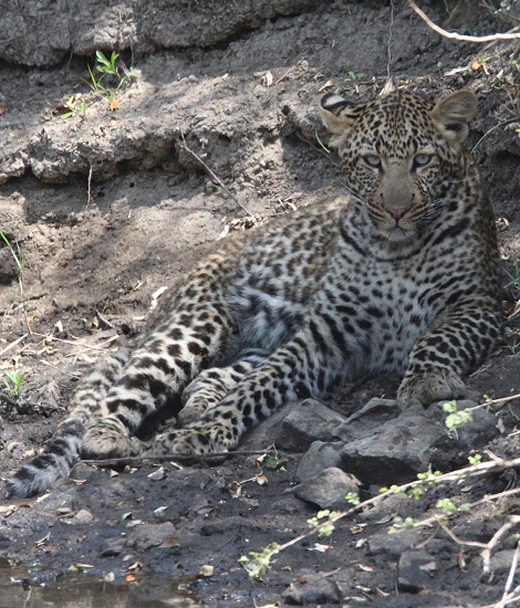 Olomunyak, Sohn von Luluka - Leoparden masai Mara