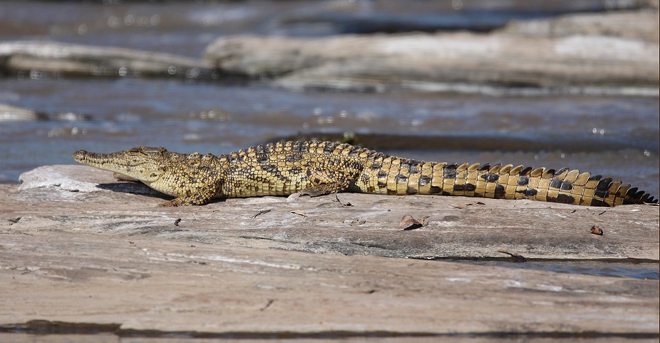 kleines Nilkrokodil