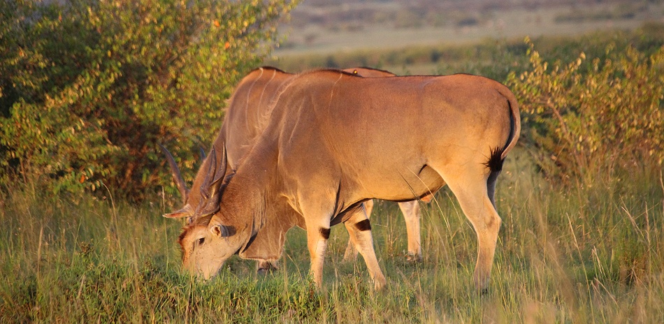 Eland Antilopen in der Masai Mara
