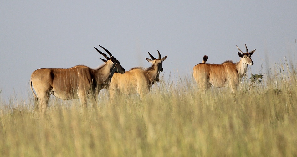 Eland Antilopen in der Masai Mara