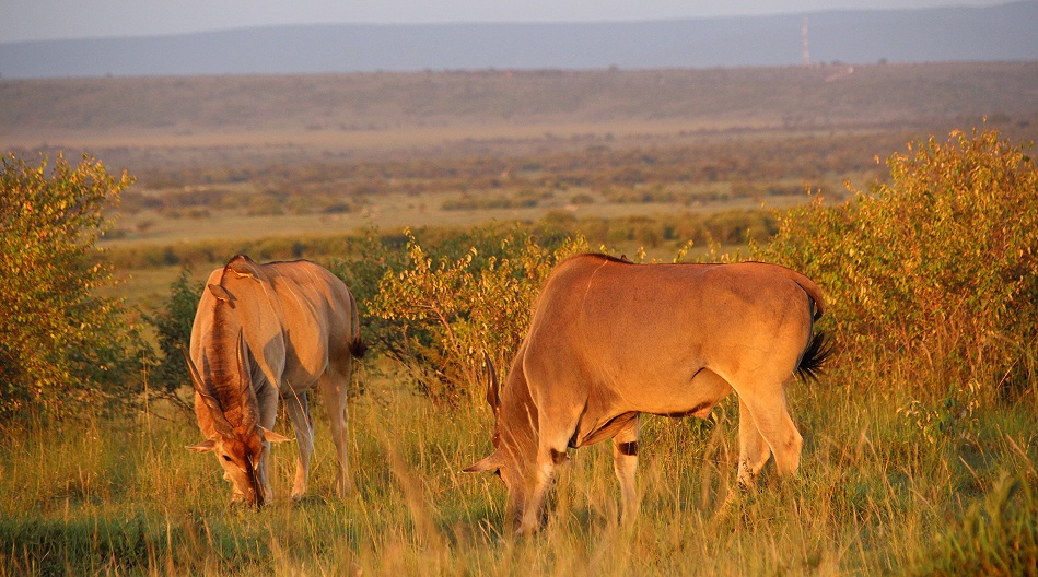 Eland Antilopen im letzten Licht des Tages