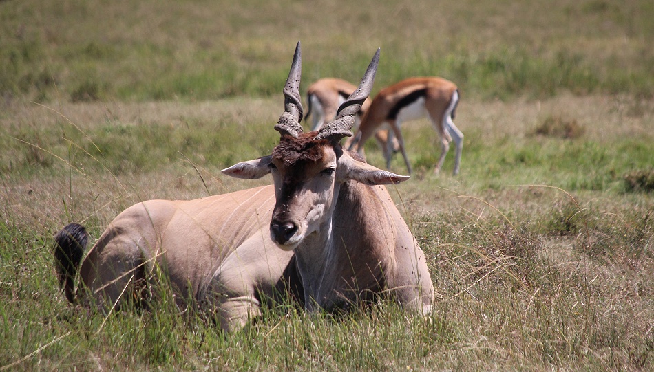 Eland Antilopen Bock