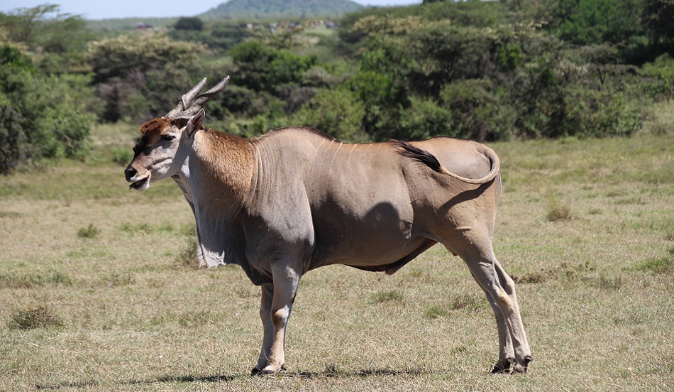 Eland Antilopen Bock