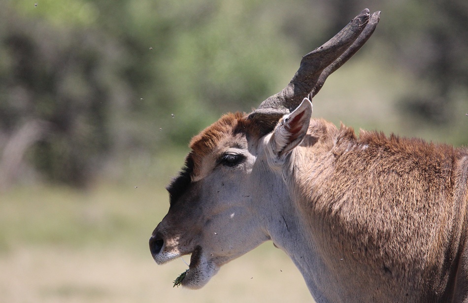 Eland Antilopen Bock