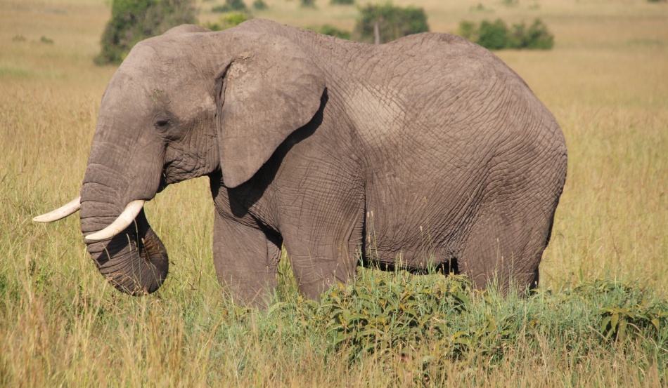 Elefant in der Masai Mara