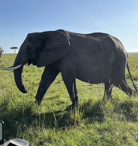 Elefanten in der Masai Mara